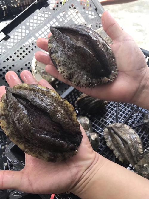 南宁鲍鱼价格是多少-第3张图片-宁夏农业信息网 南宁鲍鱼价格是多少-第3张图片-宁夏农业信息网