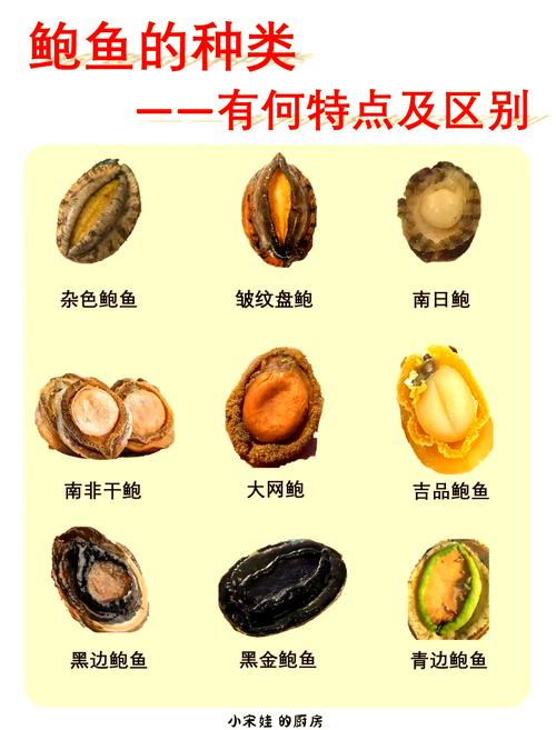 南宁鲍鱼价格是多少-第2张图片-宁夏农业信息网 南宁鲍鱼价格是多少-第2张图片-宁夏农业信息网