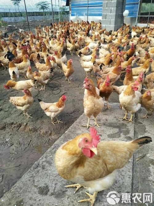 浙江台州适合养殖什么-第2张图片-宁夏农业信息网