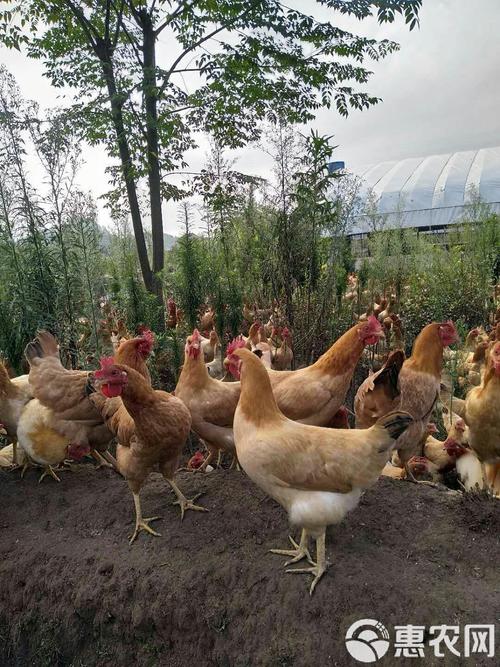 浙江台州适合养殖什么-第3张图片-宁夏农业信息网