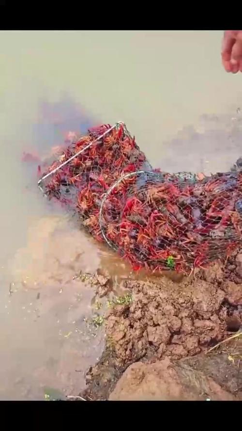 清水养殖指什么意思-第2张图片-宁夏农业信息网