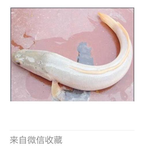 白乌鱼的价格多少-第2张图片-宁夏农业信息网 白乌鱼的价格多少-第2张图片-宁夏农业信息网