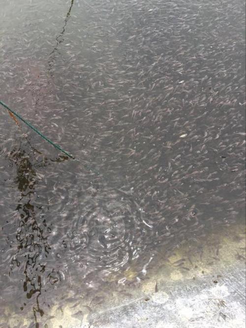 白乌鱼的价格多少-第3张图片-宁夏农业信息网 白乌鱼的价格多少-第3张图片-宁夏农业信息网