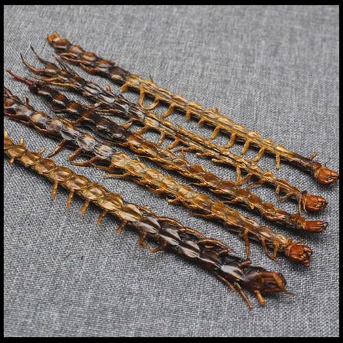 蜈蚣价格多少钱-第1张图片-宁夏农业信息网