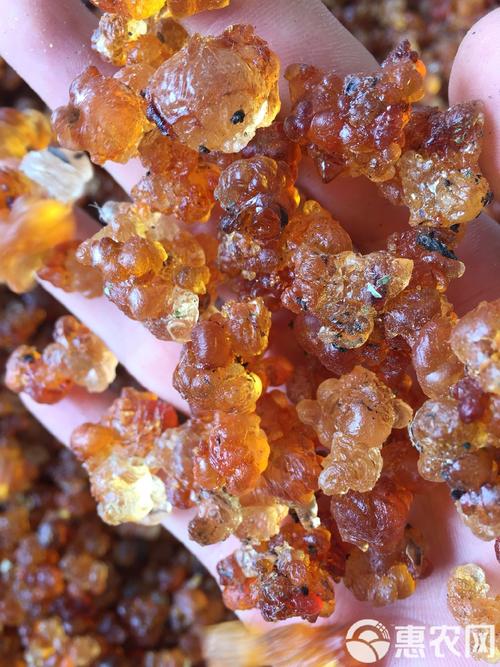 桃胶收购的价格多少-第3张图片-宁夏农业信息网 桃胶收购的价格多少-第3张图片-宁夏农业信息网