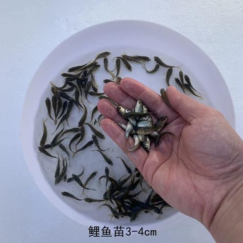 养四大家鱼用什么饲料-第2张图片-宁夏农业信息网