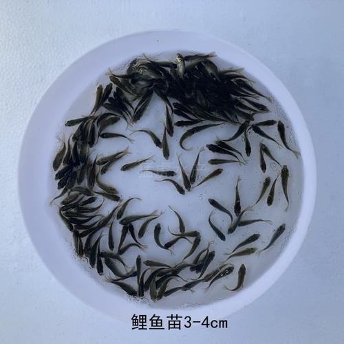 养四大家鱼用什么饲料-第3张图片-宁夏农业信息网