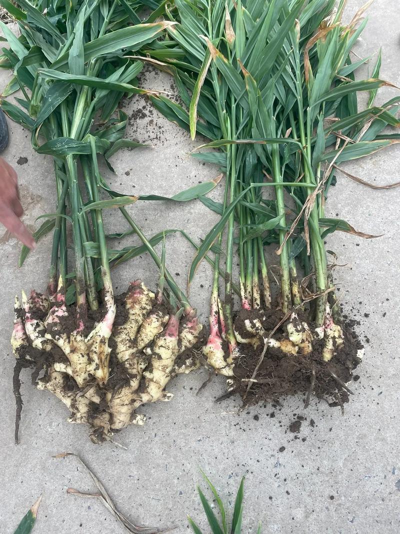 生姜种植价格是多少-第3张图片-宁夏农业信息网