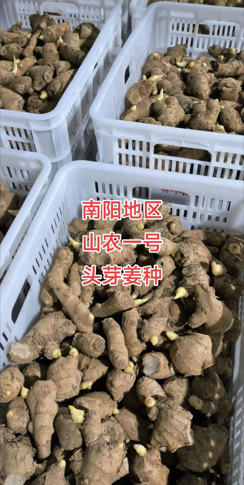 生姜种植价格是多少-第2张图片-宁夏农业信息网