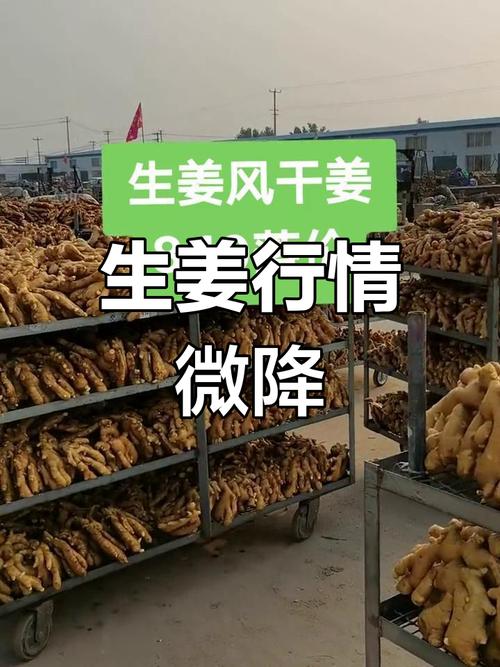 生姜种植价格是多少-第1张图片-宁夏农业信息网