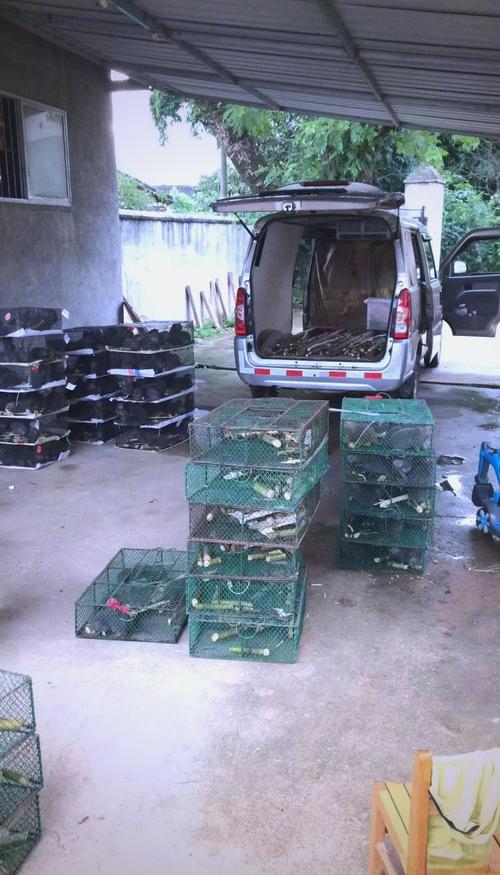 竹鼠喂什么饲料-第1张图片-宁夏农业信息网 竹鼠喂什么饲料-第1张图片-宁夏农业信息网