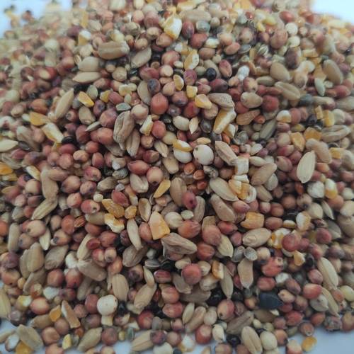 斑鸠吃什么饲料-第3张图片-宁夏农业信息网 斑鸠吃什么饲料-第3张图片-宁夏农业信息网