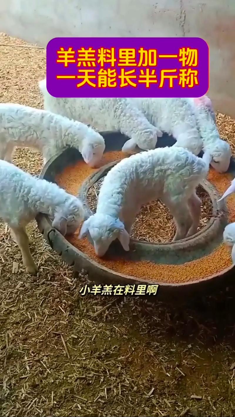 养羊的饲料羊吃什么-第2张图片-宁夏农业信息网 养羊的饲料羊吃什么-第2张图片-宁夏农业信息网