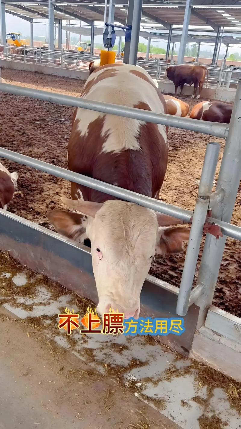 肉牛吃什么饲料长得快-第3张图片-宁夏农业信息网