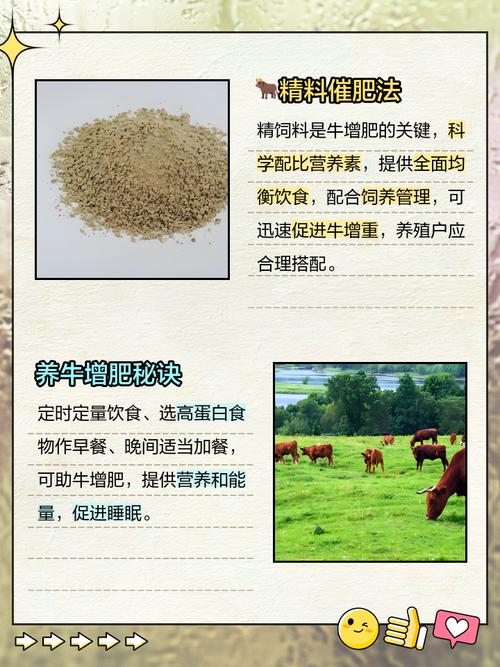 肉牛吃什么饲料长得快-第2张图片-宁夏农业信息网