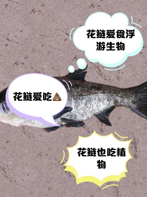 花莲鱼主要吃什么饲料-第1张图片-宁夏农业信息网