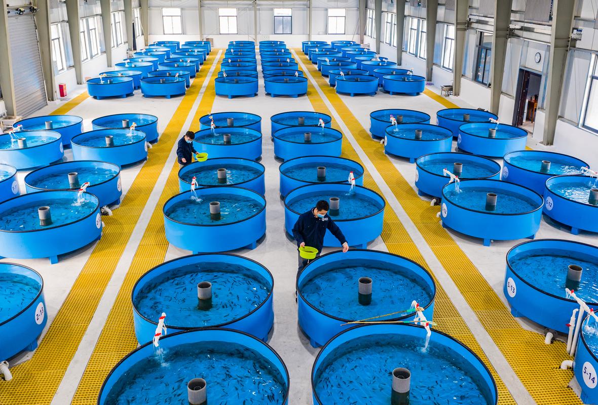 养殖的中华鲟叫什么地方-第1张图片-宁夏农业信息网