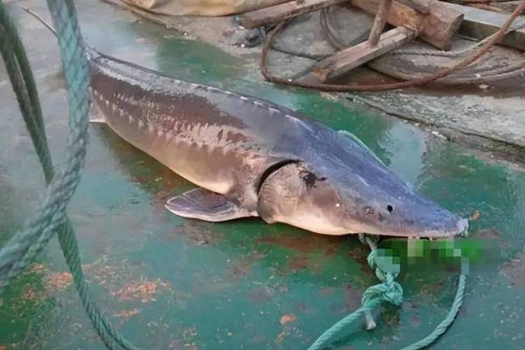 养殖的中华鲟叫什么地方-第2张图片-宁夏农业信息网