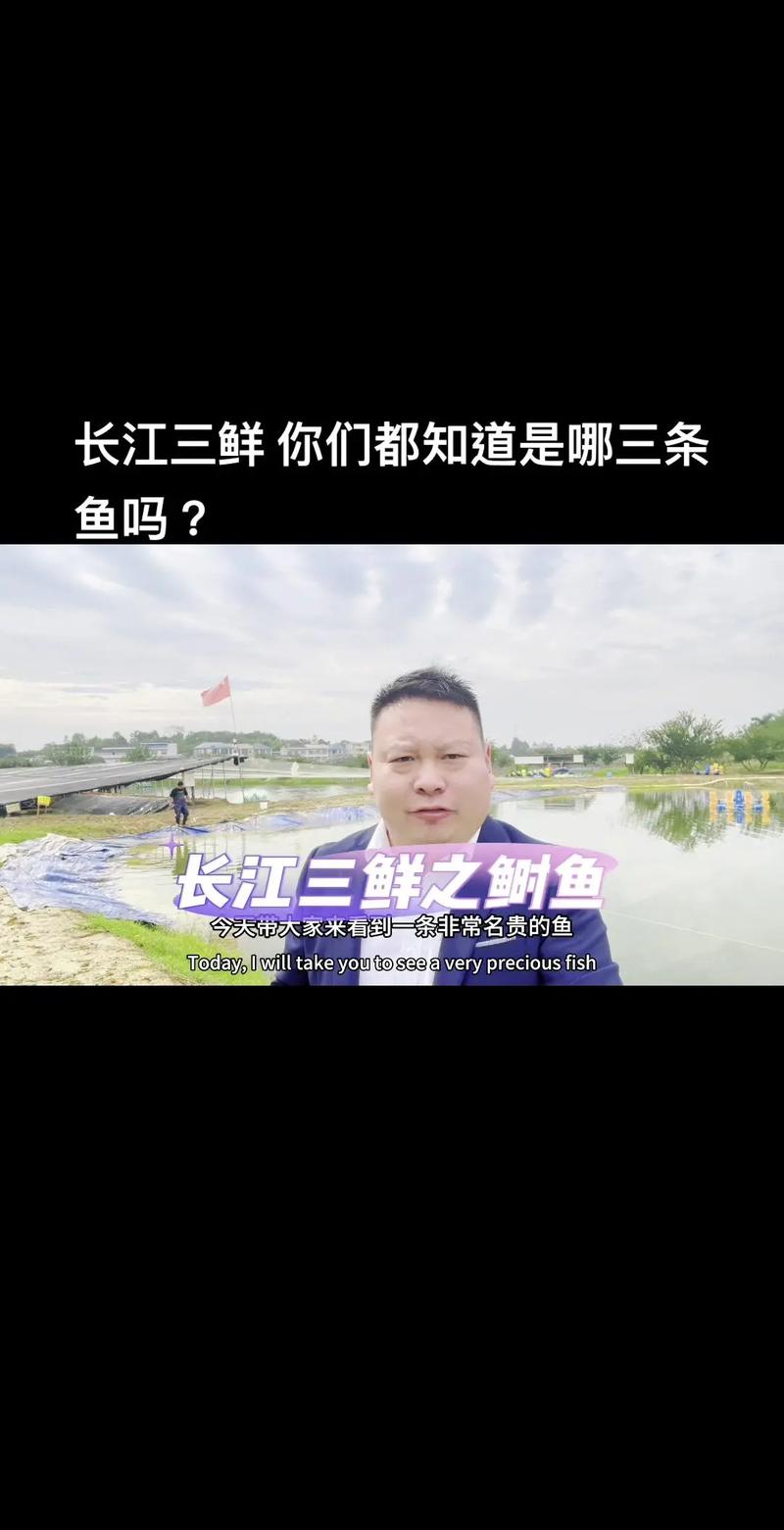 养殖鲥鱼鱼苗价格多少-第2张图片-宁夏农业信息网 养殖鲥鱼鱼苗价格多少-第2张图片-宁夏农业信息网