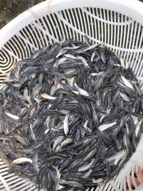 养殖鲥鱼鱼苗价格多少-第1张图片-宁夏农业信息网 养殖鲥鱼鱼苗价格多少-第1张图片-宁夏农业信息网