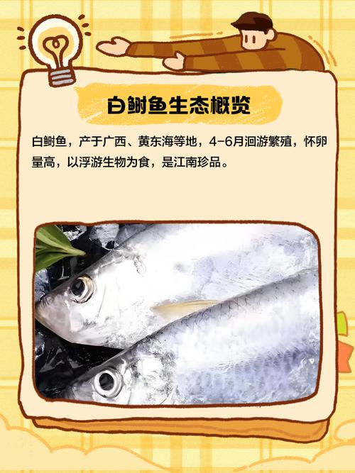 养殖鲥鱼鱼苗价格多少-第3张图片-宁夏农业信息网 养殖鲥鱼鱼苗价格多少-第3张图片-宁夏农业信息网