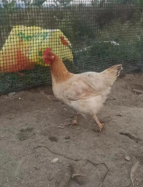 现在土鸡价格是多少-第1张图片-宁夏农业信息网 现在土鸡价格是多少-第1张图片-宁夏农业信息网