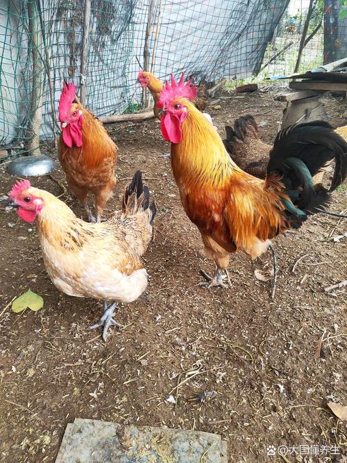现在土鸡价格是多少-第2张图片-宁夏农业信息网 现在土鸡价格是多少-第2张图片-宁夏农业信息网