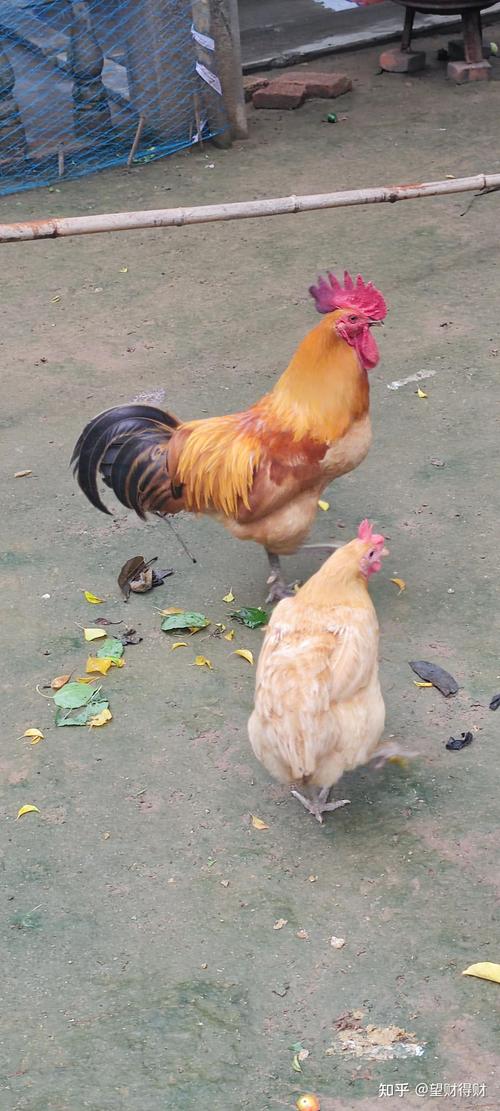 现在土鸡价格是多少-第3张图片-宁夏农业信息网 现在土鸡价格是多少-第3张图片-宁夏农业信息网