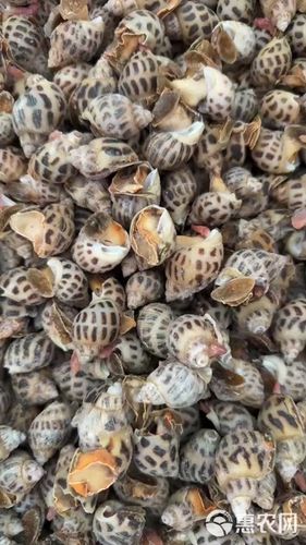 海南东风螺价格多少-第2张图片-宁夏农业信息网 海南东风螺价格多少-第2张图片-宁夏农业信息网