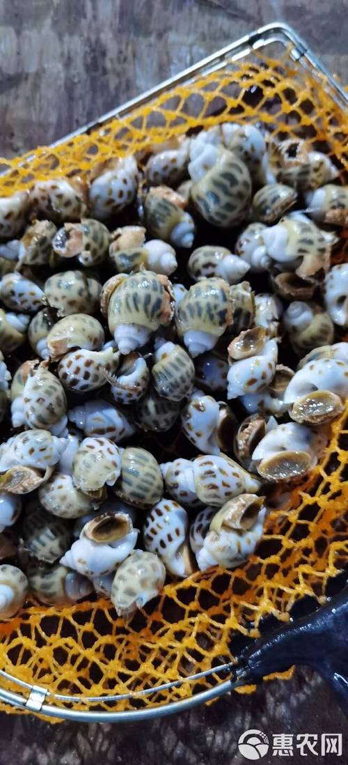 海南东风螺价格多少-第3张图片-宁夏农业信息网 海南东风螺价格多少-第3张图片-宁夏农业信息网