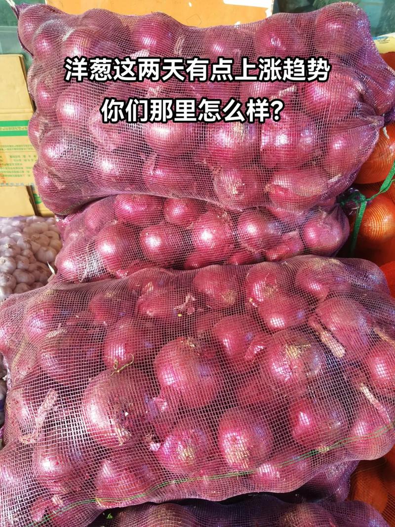 今年洋葱的价格多少-第3张图片-宁夏农业信息网