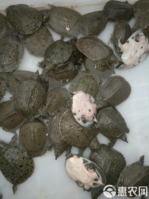 普通甲鱼苗价格多少-第2张图片-宁夏农业信息网