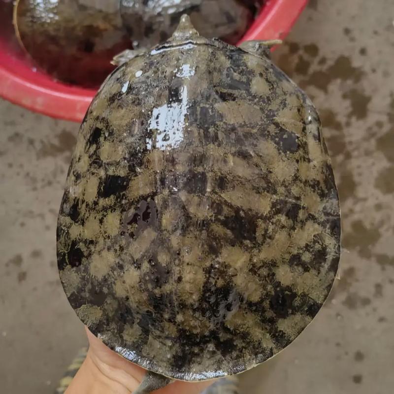 普通甲鱼苗价格多少-第1张图片-宁夏农业信息网