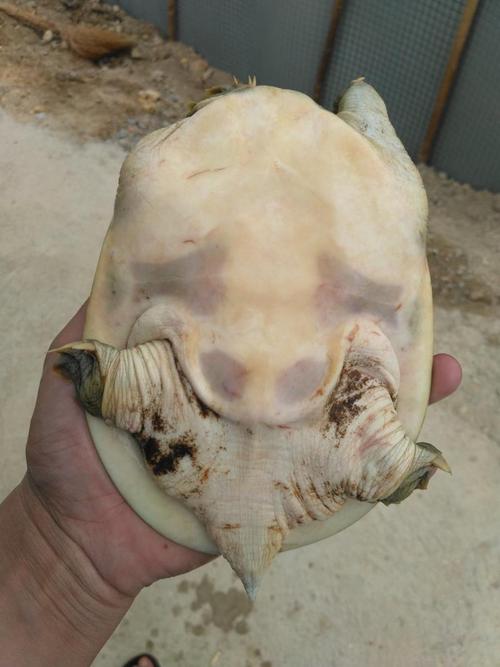 普通甲鱼苗价格多少-第3张图片-宁夏农业信息网