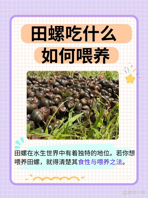 养田螺什么饲料-第3张图片-宁夏农业信息网 养田螺什么饲料-第3张图片-宁夏农业信息网