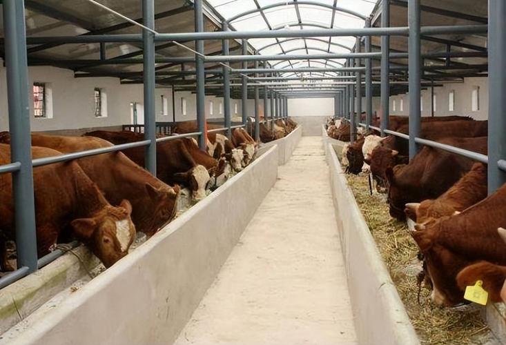 用什么饲料可以代替酒糟养牛-第2张图片-宁夏农业信息网