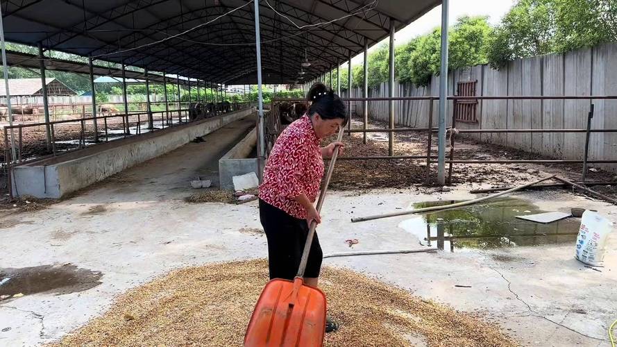 用什么饲料可以代替酒糟养牛-第3张图片-宁夏农业信息网