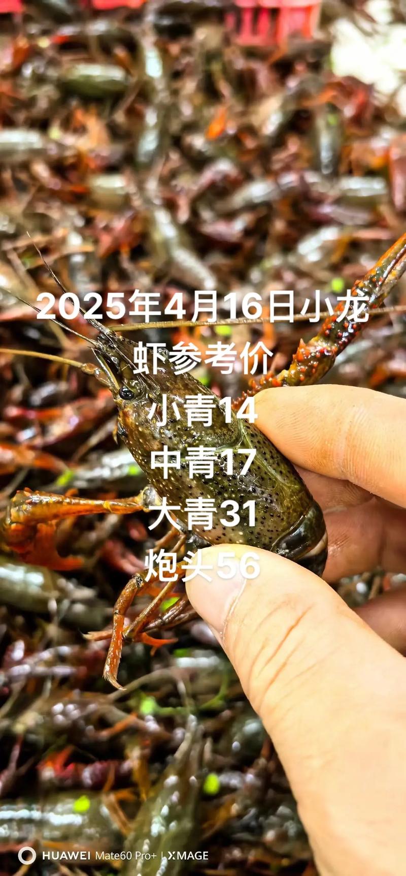 龙虾苗价格是多少-第3张图片-宁夏农业信息网