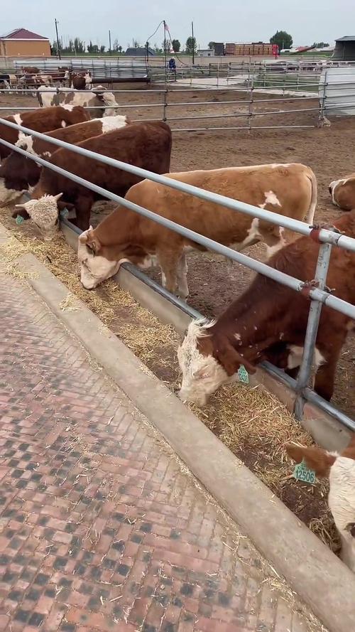 养牛羊主要喂什么饲料-第3张图片-宁夏农业信息网