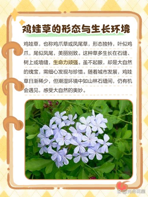 鸡饲料草什么时候种植-第3张图片-宁夏农业信息网 鸡饲料草什么时候种植-第3张图片-宁夏农业信息网