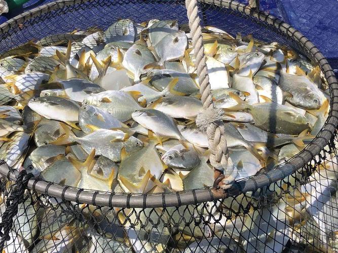 金鲳鱼喂什么饲料好-第2张图片-宁夏农业信息网