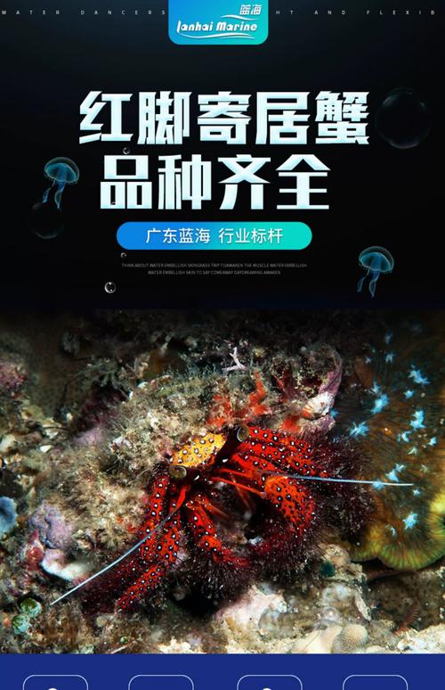 海水螃蟹养殖用什么药-第2张图片-宁夏农业信息网 海水螃蟹养殖用什么药-第2张图片-宁夏农业信息网