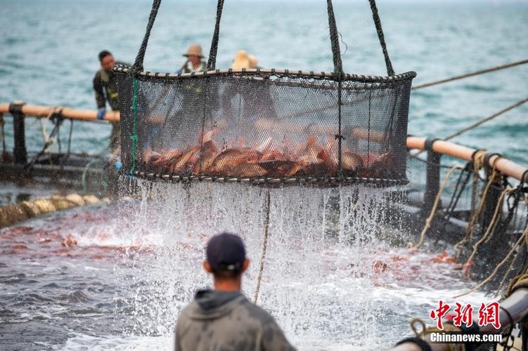 广西北海养殖什么好-第2张图片-宁夏农业信息网 广西北海养殖什么好-第2张图片-宁夏农业信息网