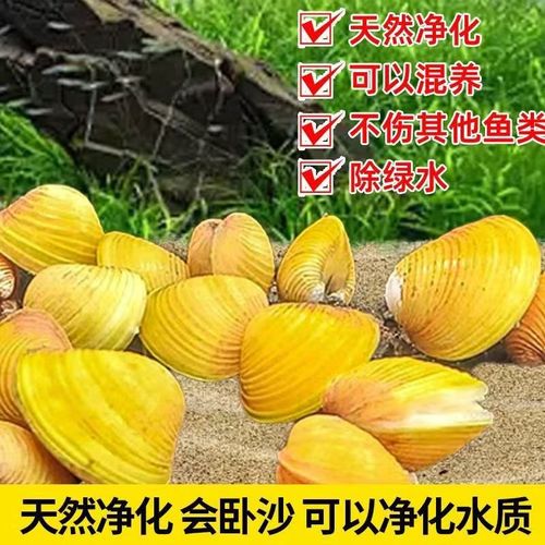 为什么没人养殖河蚬-第3张图片-宁夏农业信息网