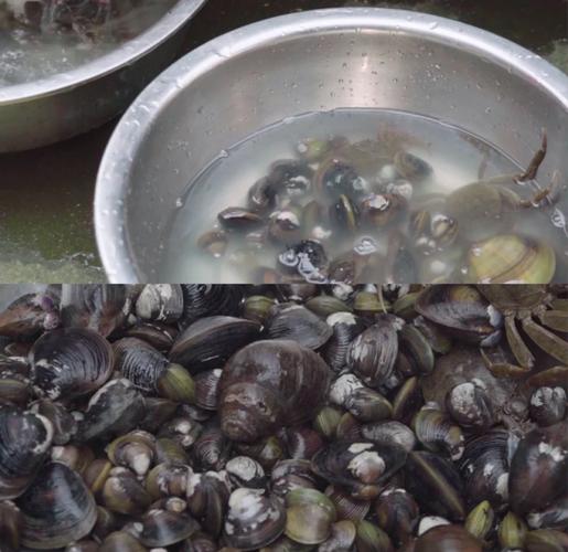 为什么没人养殖河蚬-第2张图片-宁夏农业信息网