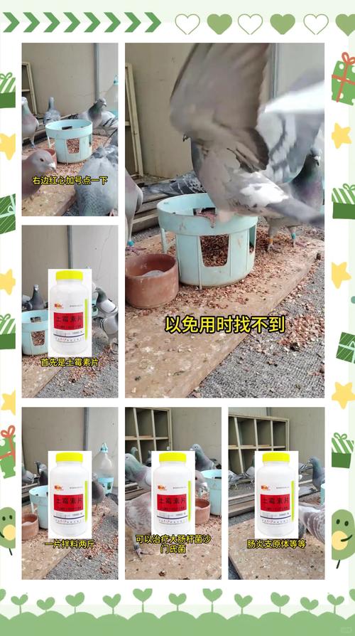 制作鸽子饲料用什么方法-第1张图片-宁夏农业信息网