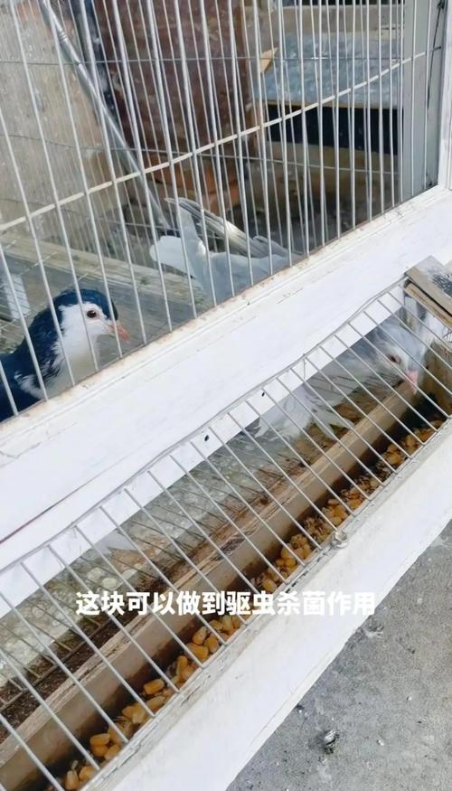 制作鸽子饲料用什么方法-第3张图片-宁夏农业信息网
