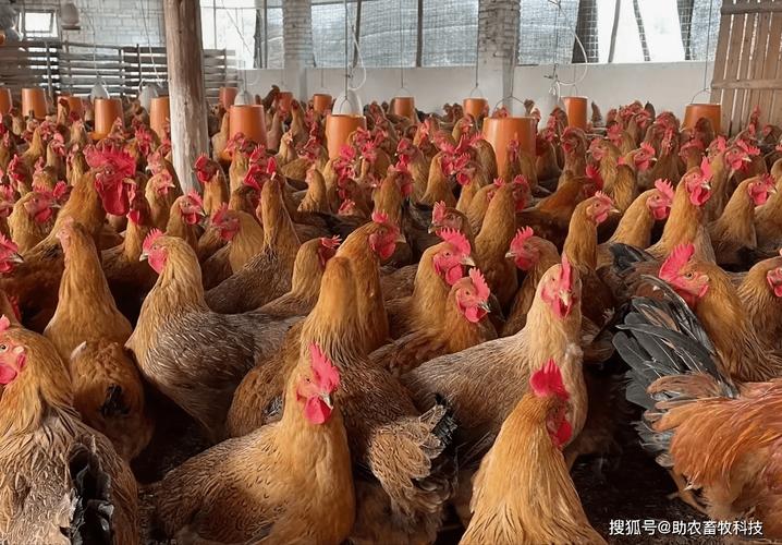 饲料鸡是什么毛色-第2张图片-宁夏农业信息网 饲料鸡是什么毛色-第2张图片-宁夏农业信息网