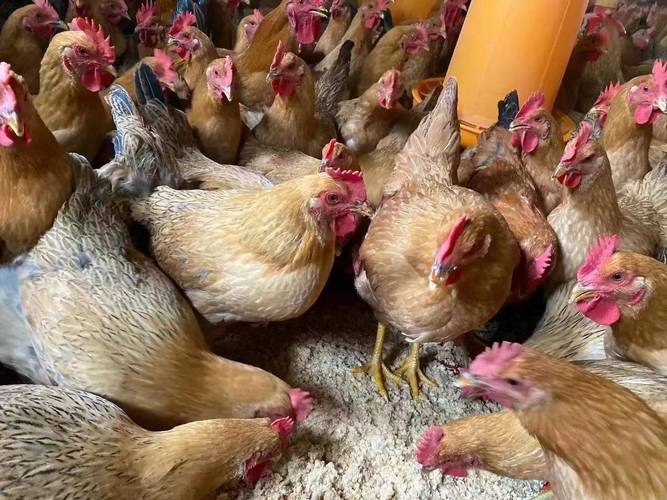 饲料鸡是什么毛色-第1张图片-宁夏农业信息网 饲料鸡是什么毛色-第1张图片-宁夏农业信息网