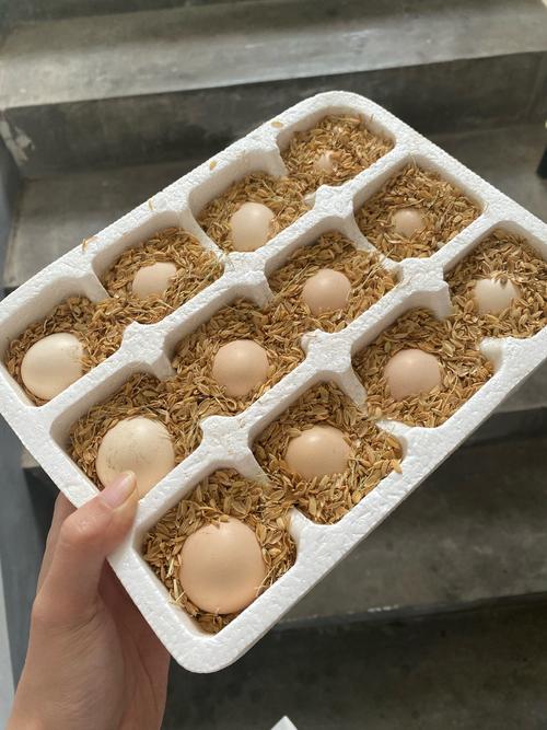 做什么饲料用鸡蛋-第1张图片-宁夏农业信息网 做什么饲料用鸡蛋-第1张图片-宁夏农业信息网